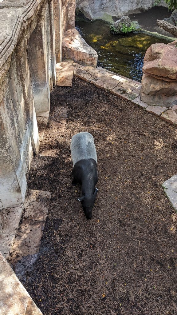 Bioparc Fuengirola - tapir czaprakowy