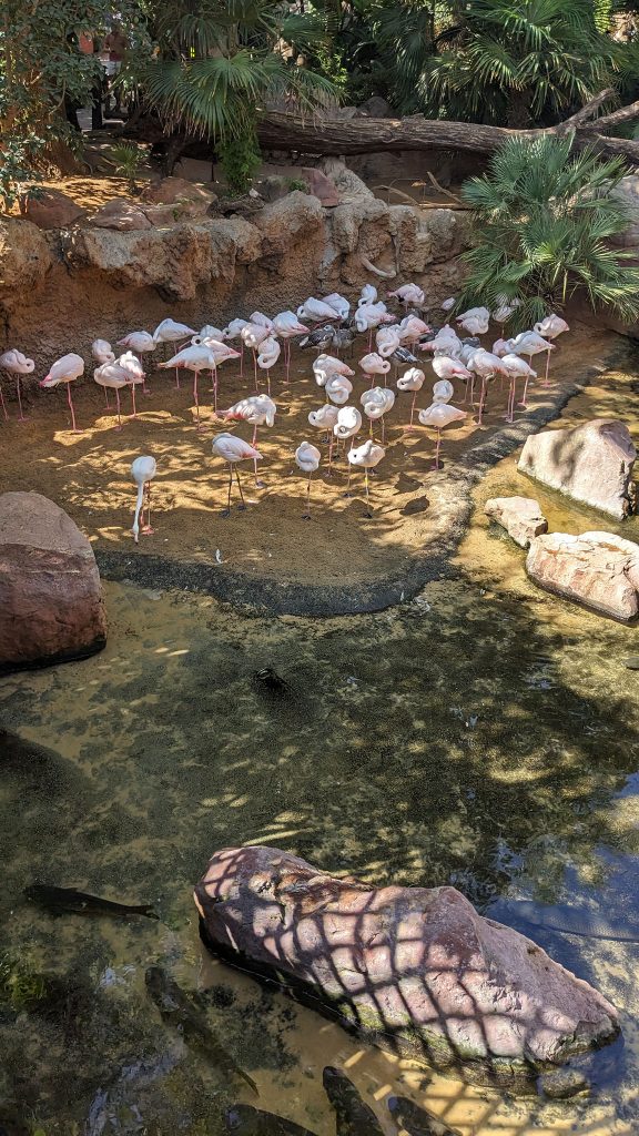 Bioparc Fuengirola - flamingi